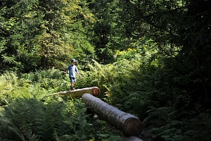 Riesenwald mit vielen Attraktionen